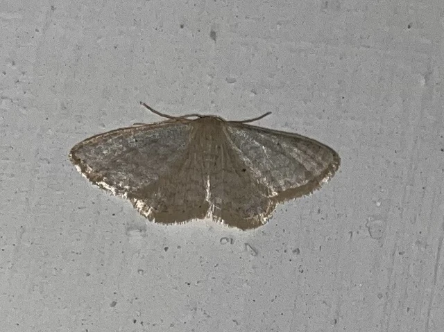 Idaea subsericeata - ötvonalas apróaraszoló