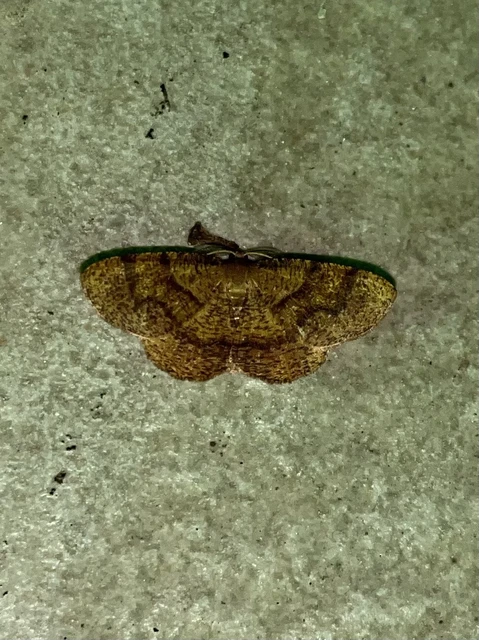 Plagodis pulveraria - szemcsés araszoló