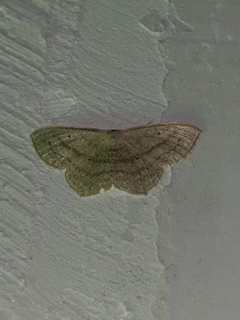 Scopula nigropunctata - feketepettyes araszoló
