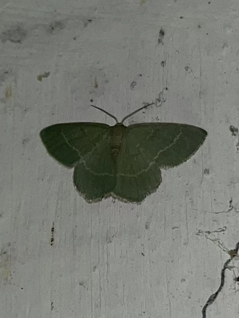 Chlorissa viridata/cloraria