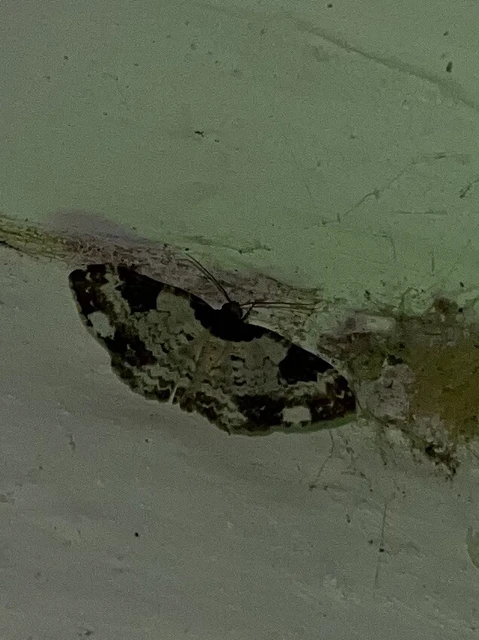 Melanthia procellata - hullámos tarkaaraszoló