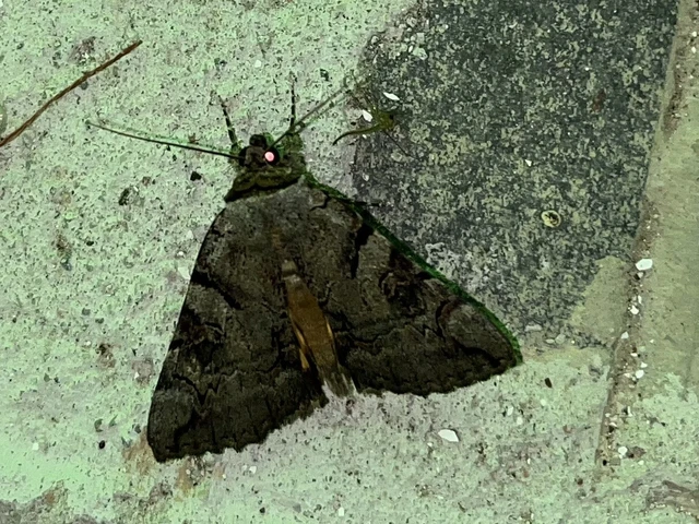 Catocala hymenaea - kökény-övesbagoly