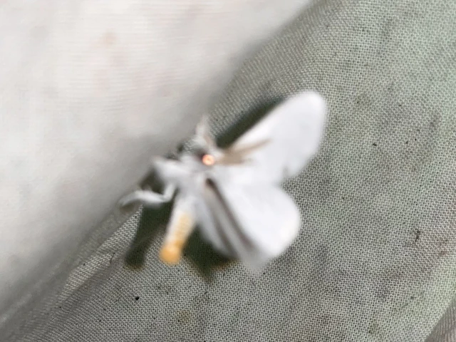 Sphrageidus similis - sárgafarú szövő