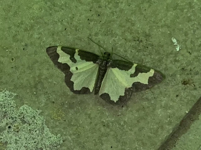 Lomaspilis marginata - szegélyes nyárfaaraszoló