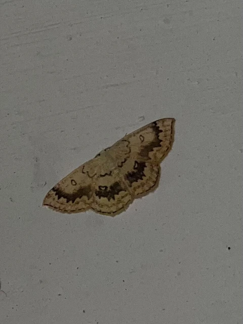 Cyclophora annularia - gyűrűs pettyesaraszoló