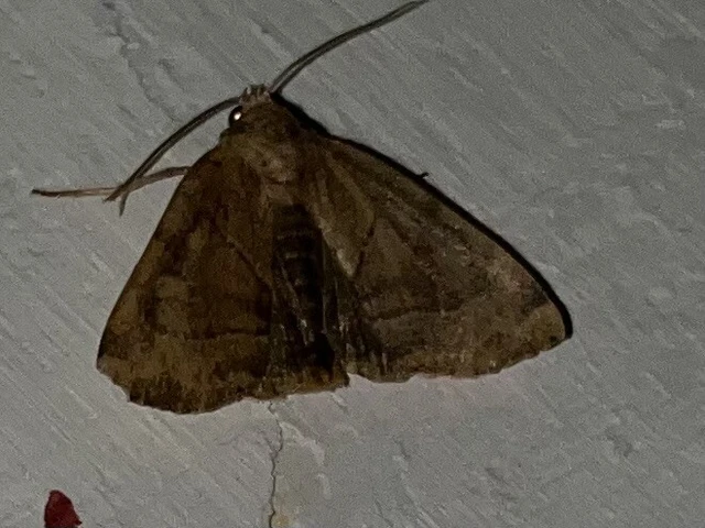 Cosmia trapezina - közönséges lombbagoly