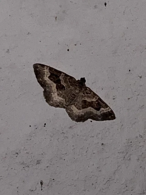 Epirrhoe alternata - galaj-tarkaaraszoló