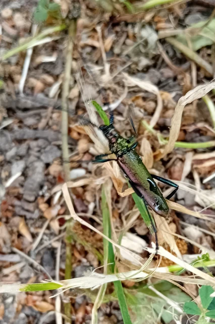 Aromia moschata - pézsmacincér