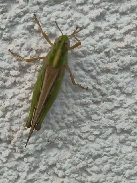 Orthoptera - Egyenesszárnyúak