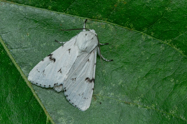 Acronicta leporina - fehér szigonyosbagoly