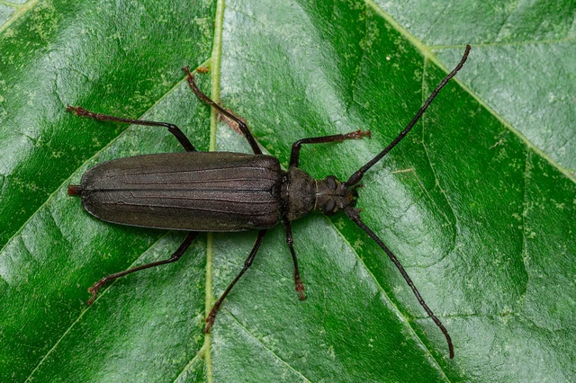 Aegosoma scabricorne - diófacincér Aegosoma scabricorne - diófacincér