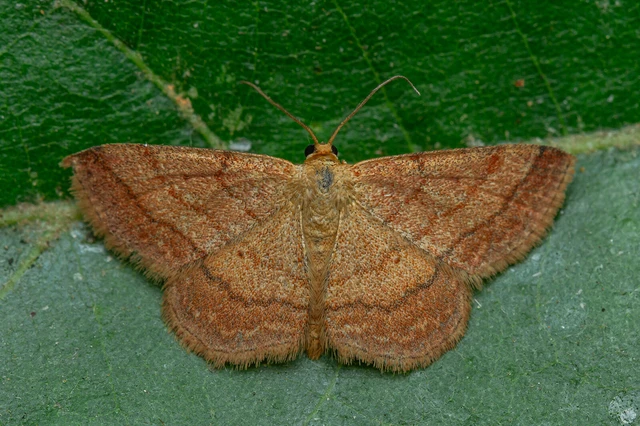 Scopula rubiginata - réti pirosaraszoló