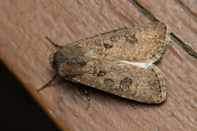 Agrotis segetum - vetési földibagoly