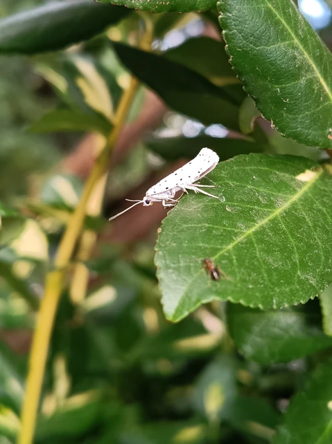 Microlepidoptera - Molylepkék