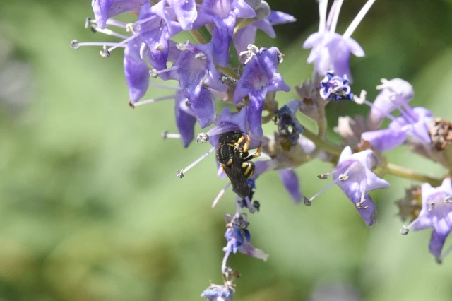 Hymenoptera - Hártyásszárnyúak