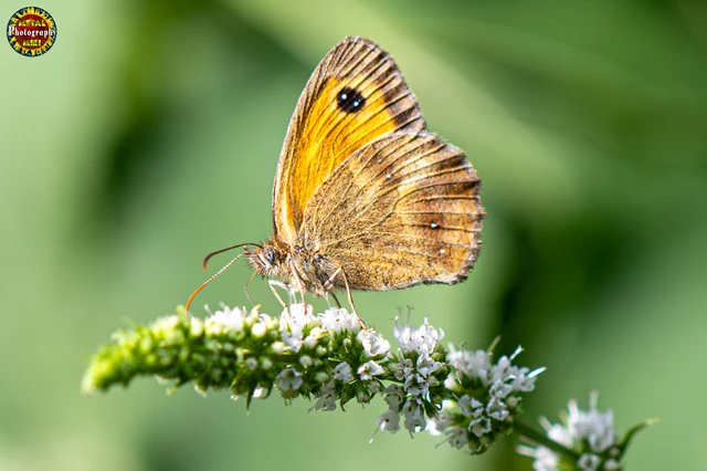 Pyronia tithonus - kis ökörszemlepke