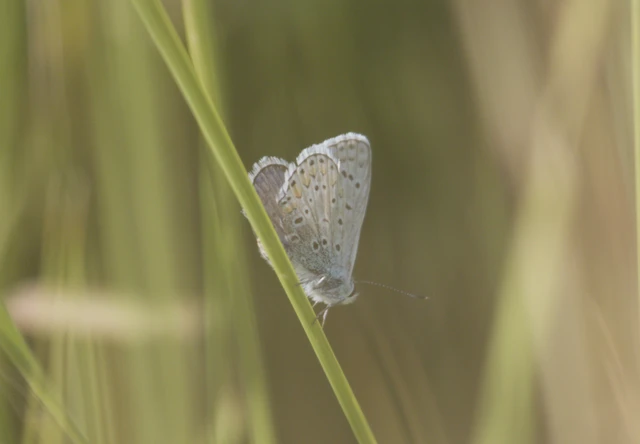 Polyommatus icarus - közönséges boglárka