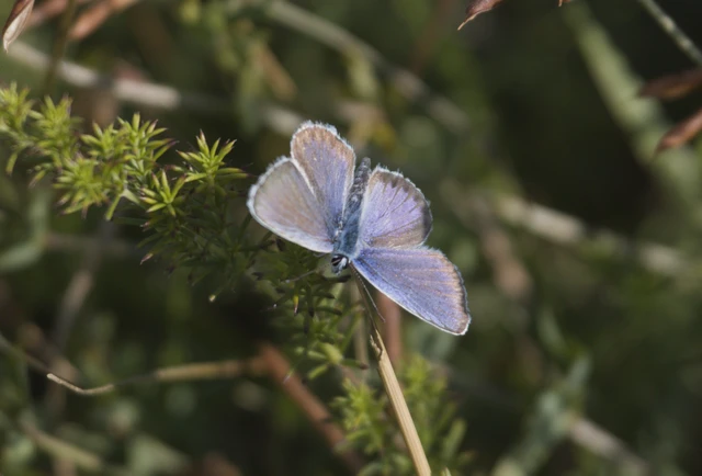 Macrolepidoptera - Nagylepkék Macrolepidoptera - Nagylepkék