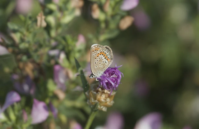 Plebejus argus - ezüstös boglárka