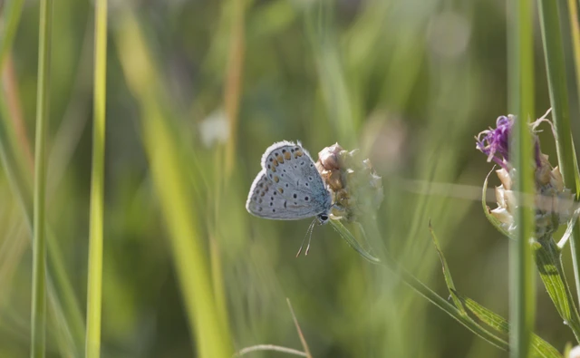 Polyommatus icarus - közönséges boglárka
