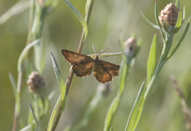 Ematurga atomaria - barna rétiaraszoló