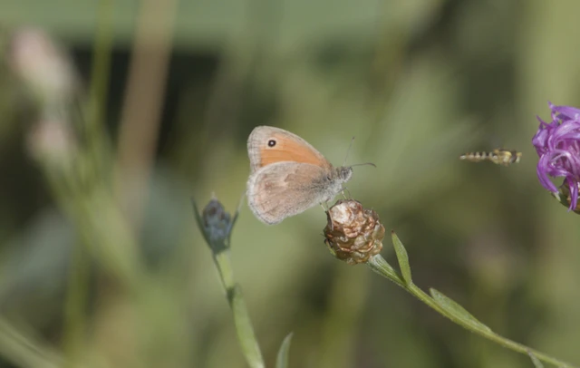 Coenonympha pamphilus - kis szénalepke