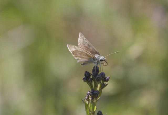 Erynnis tages - cigánylepke
