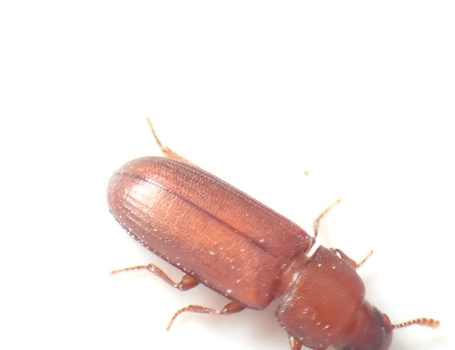 Tribolium
