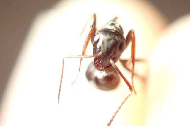 Formica fusca - kormos rabszolgahangya