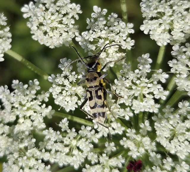 Chlorophorus varius - díszes darázscincér Chlorophorus varius - díszes darázscincér