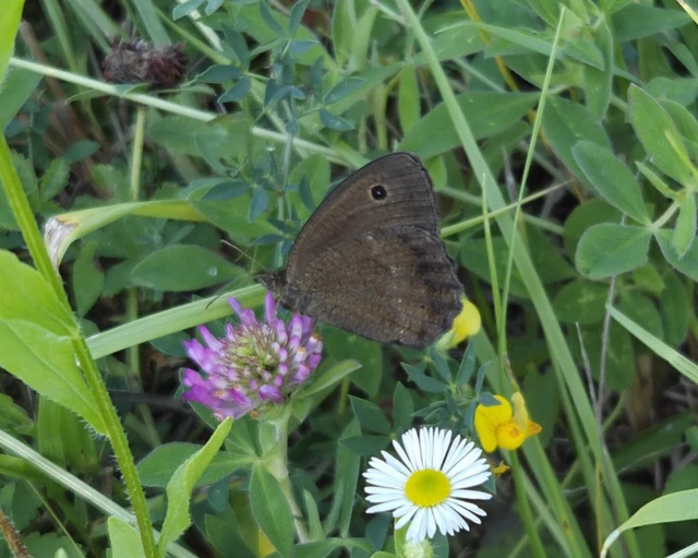 Minois dryas - fekete szemeslepke
