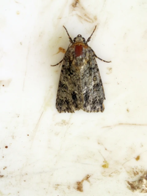 Acronicta rumicis - sóska-szigonyosbagoly Acronicta rumicis - sóska-szigonyosbagoly