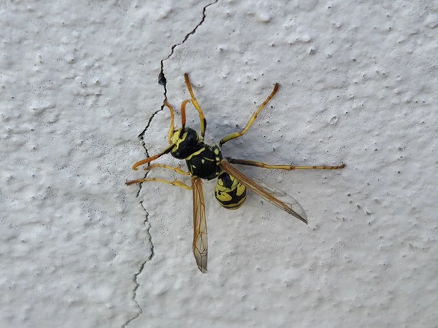 Polistes - papírdarazsak