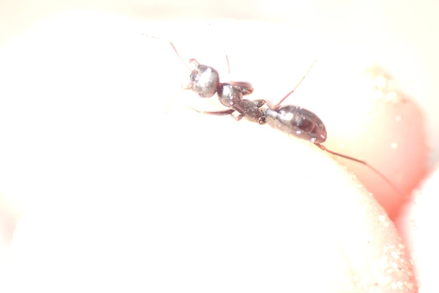 Cataglyphis aenescens - fekete fürgehangya