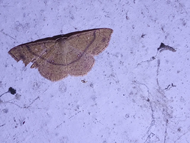 Cyclophora ruficiliaria - vörösrojtú pettyesaraszoló