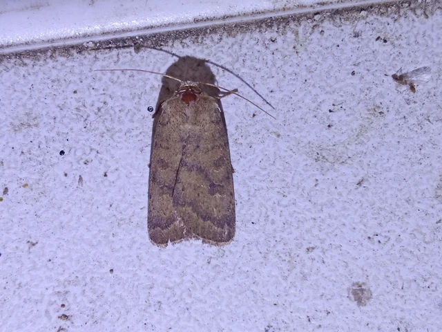 Hoplodrina octogenaria - barna selymesbagoly