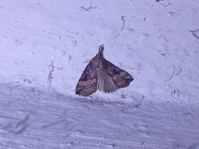 Hypena rostralis - közönséges karcsúbagoly