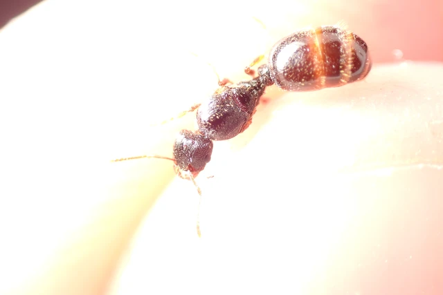 Tetramorium