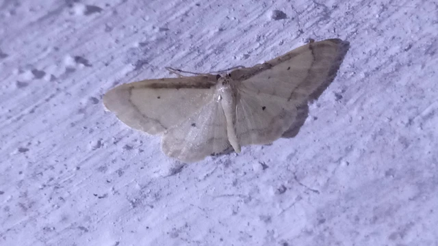 Idaea politaria - vonalas apróaraszoló