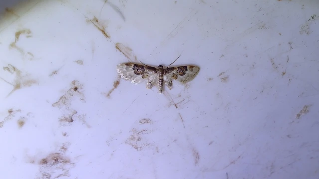 Idaea rusticata - tarka apróaraszoló