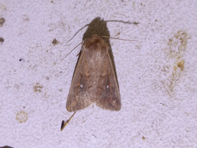 Mythimna albipuncta - fehérpettyes rétibagoly