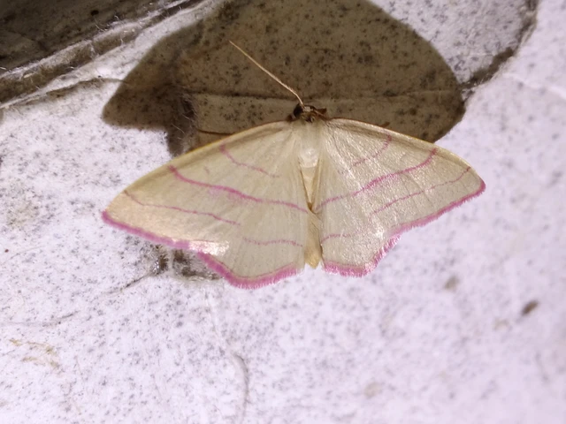 Rhodostrophia vibicaria - pirosszélű araszoló