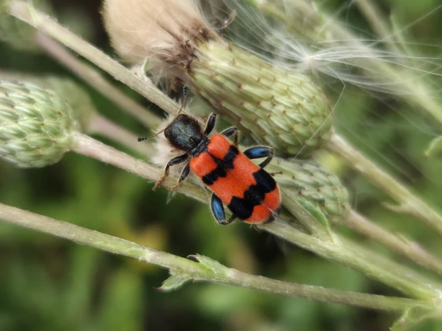 Trichodes apiarius - szalagos méhészbogár