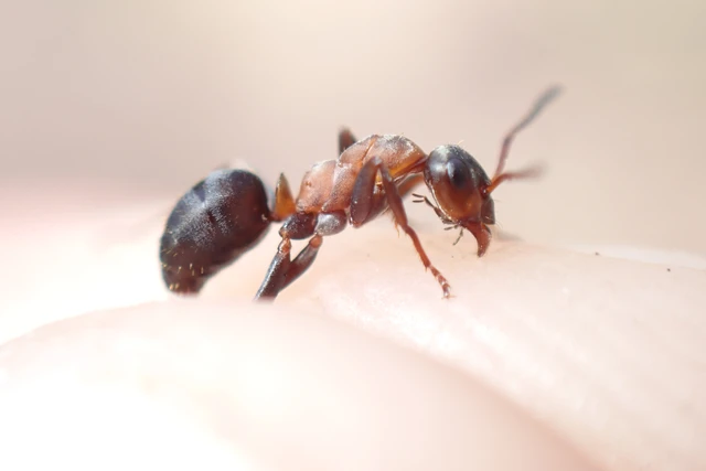 Formica cunicularia - gyakori rabszolgahangya