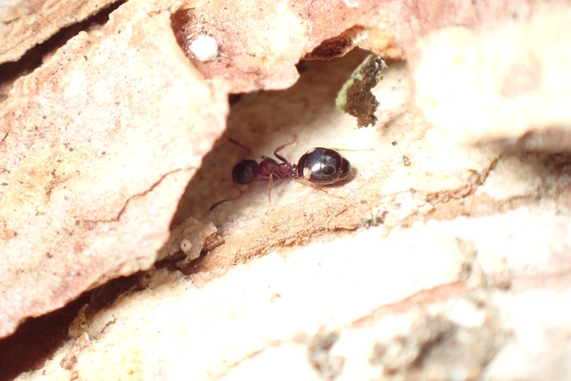 Dolichoderus quadripunctatus - négypettyes erdeihangya