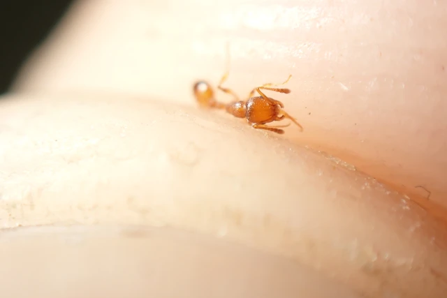 Temnothorax unifasciatus - gyűrűs kéreghangya