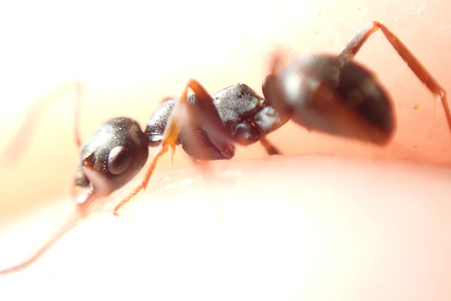 Formica fusca - kormos rabszolgahangya