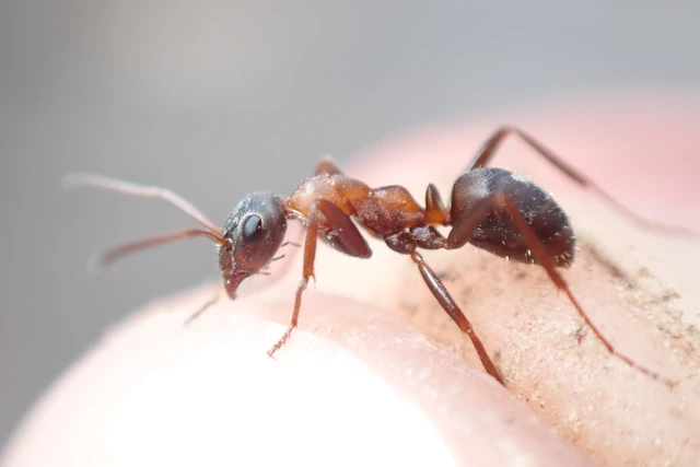 Formica rufibarbis - vörös rabszolgahangya