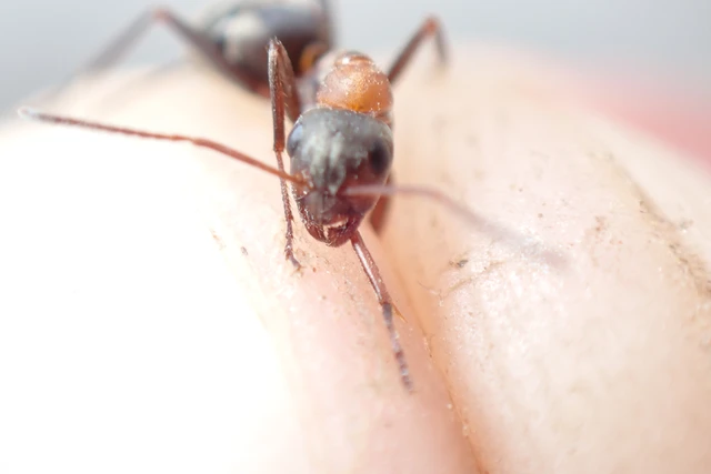 Formica rufibarbis - vörös rabszolgahangya