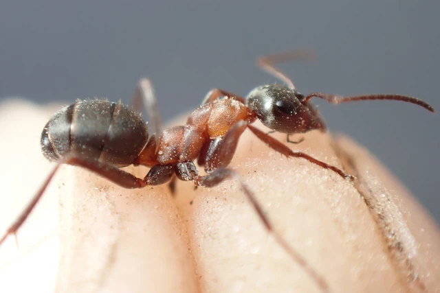Formica rufibarbis - vörös rabszolgahangya